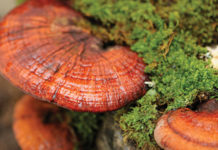 Holistic Cold and Flu Remedies