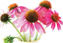 Simple Immune-Boosting Strategies